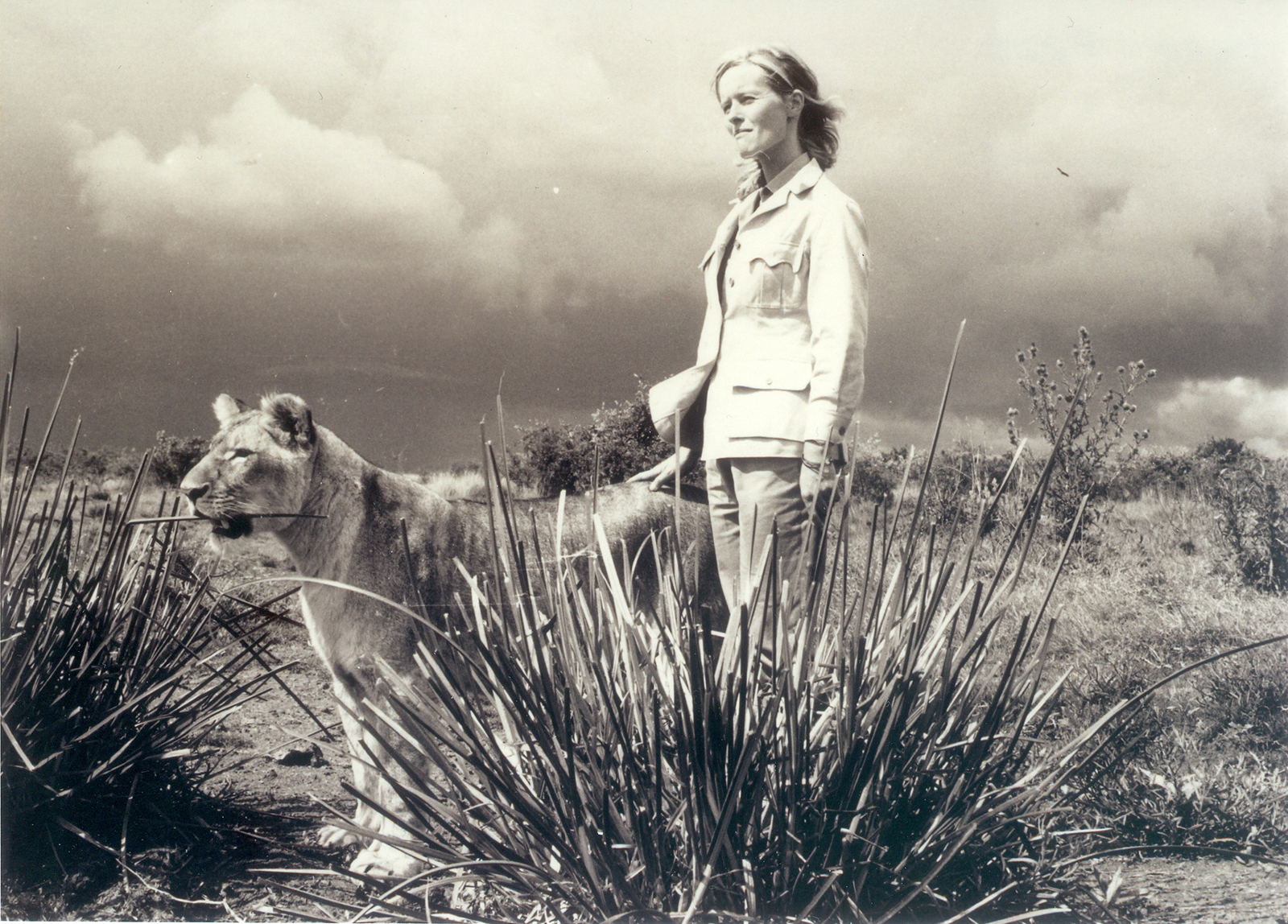 Black and white photo of Born Free Co-Founder Virginia McKenna OBE with Elsa the lioness during the filming of Born Free