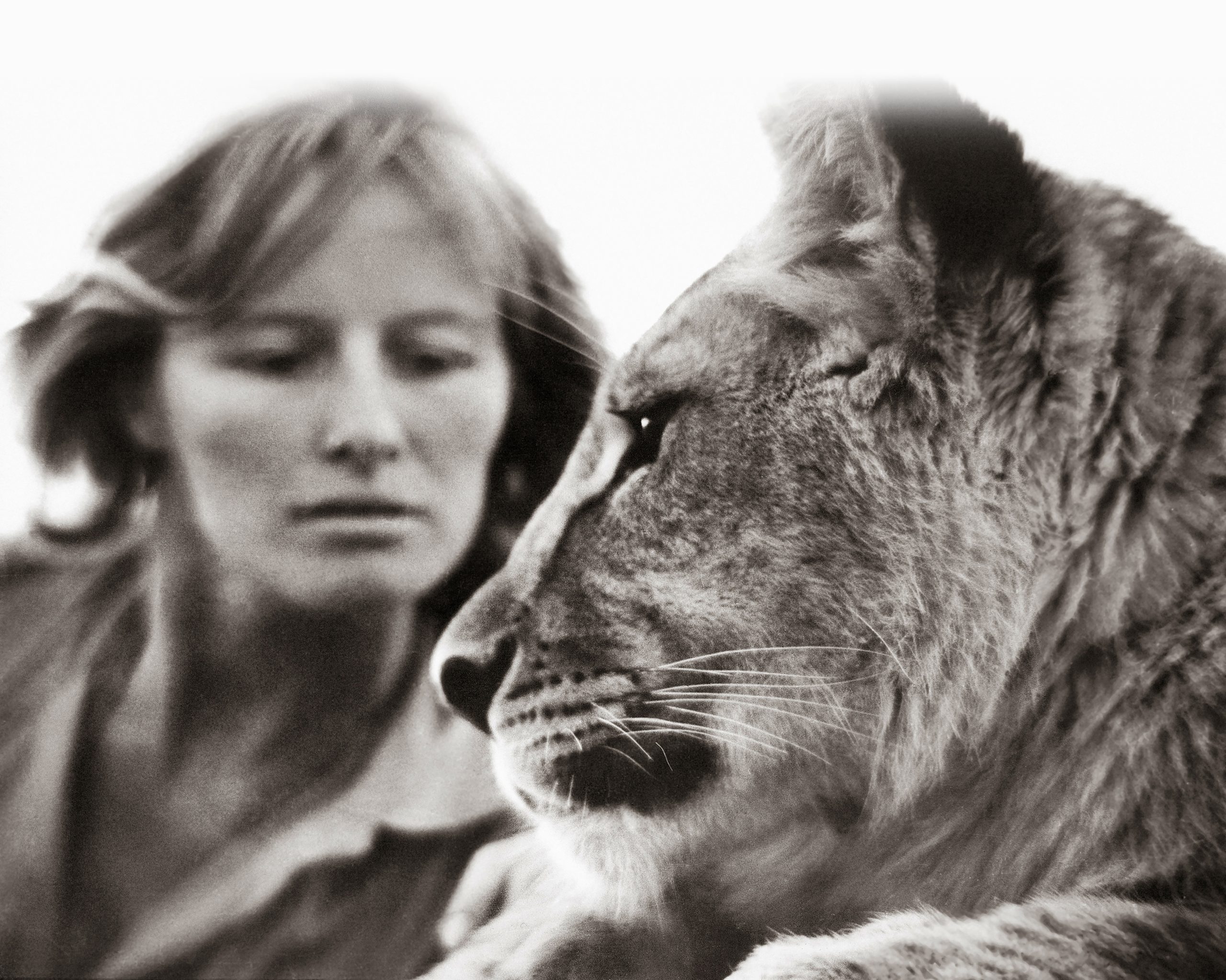 Virginia McKenna during the filming of Born Free, with the lioness 'Girl'