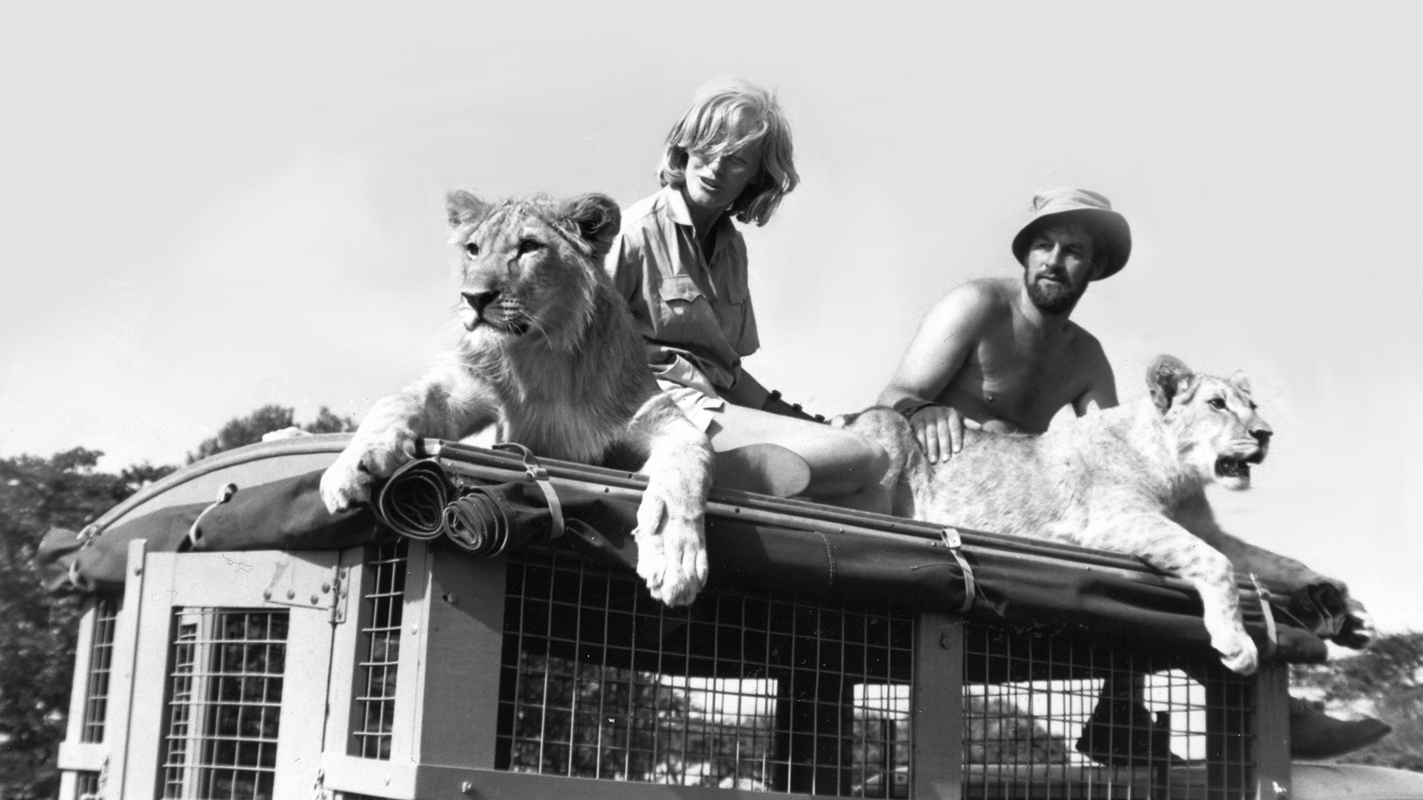 Virginia McKenna and Bill Travers sitting on top of a land rover with lions Boy and Girl