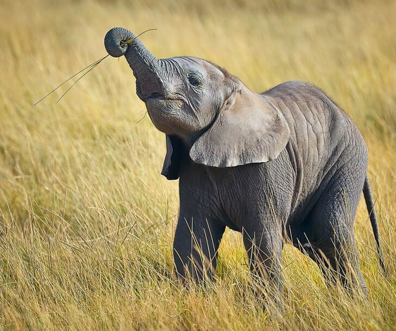 A baby elephant standing in long grass raising up its trunk which is holding a stick