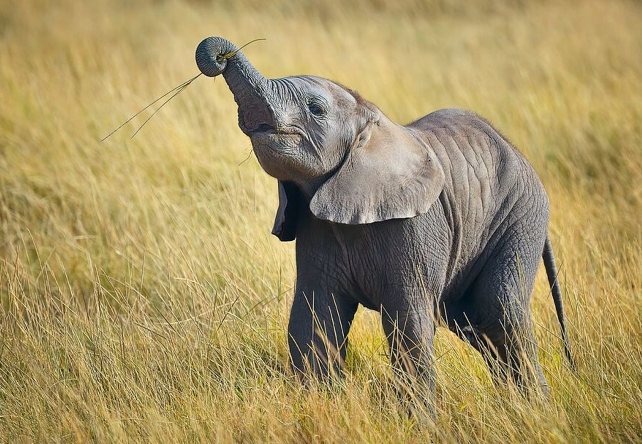 A baby elephant standing in long grass raising up its trunk which is holding a stick
