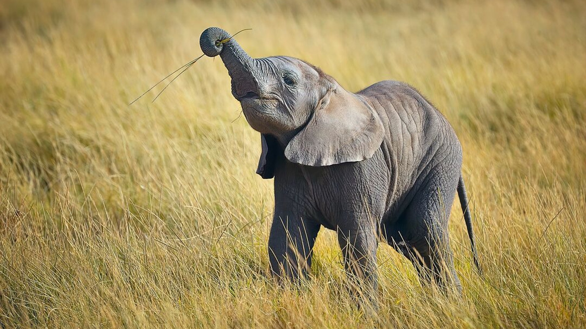 A baby elephant standing in long grass raising up its trunk which is holding a stick