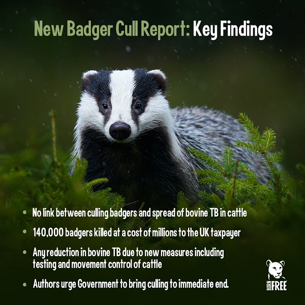 A graphic showing an image of a badger and key findings from the research