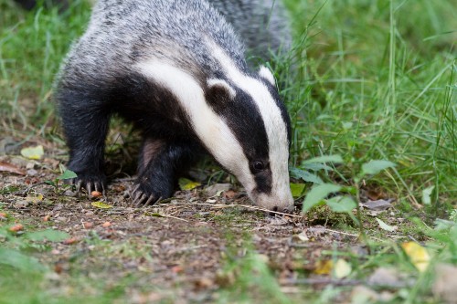 A photo of a badger in long grass.