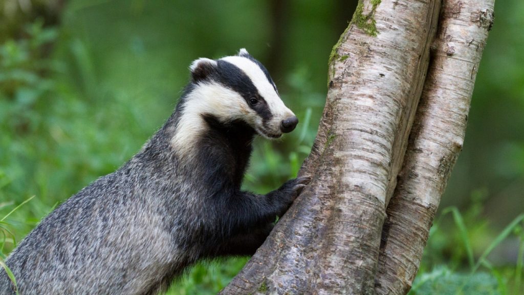 A badger is standing with it's front paws on a tree