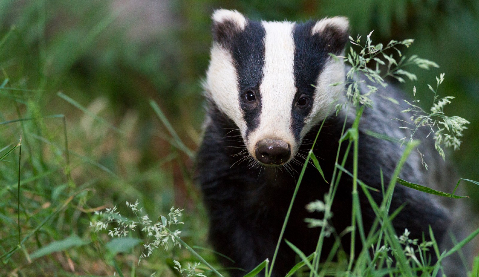 Close up of a badger standing on the grass