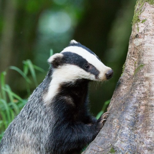A young badger resting its front legs on a tree, with grass in the background