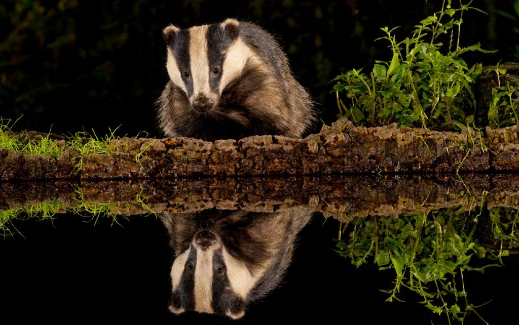 A badger at night, stood in front of a pond showing its reflection