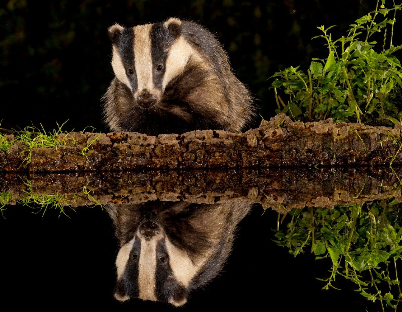 A badger at night, stood in front of a pond showing its reflection