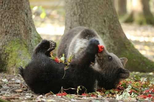 A young brown bear is lying on its back with all four legs in the air. The bear is in a forest, and in its paws are some red berries, which the bear is dangling into its mouth.