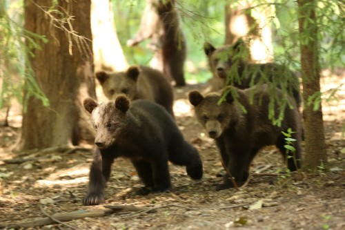 A photo of four young brown bears walking as a group through the forest.