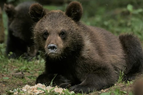 A close-up photo of a young brown bear in the forest. It has food around its mouth where it has been foraging in the undergrowth.