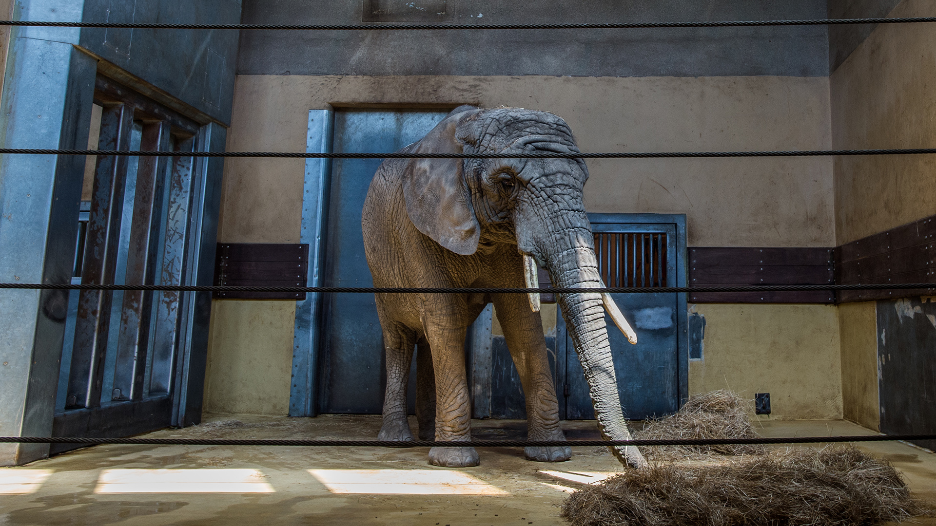An elephant in a small indoor zoo enclosure
