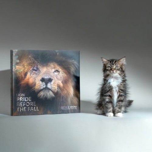 A hardback book featuring a lion on the cover, placed next to a small tabby kitten with a white chest.