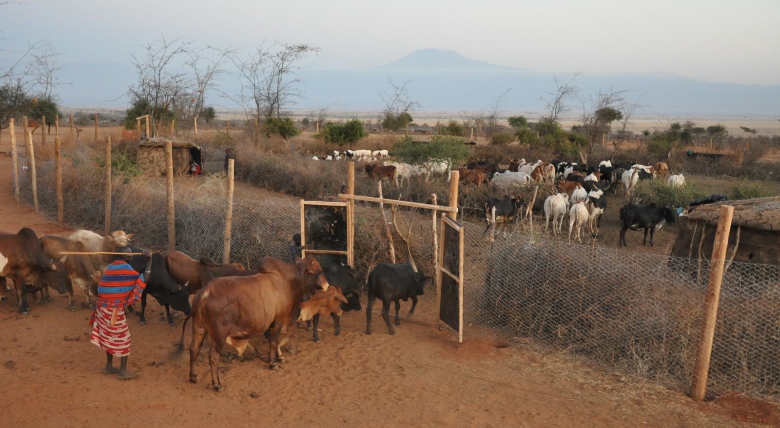 A photo of a predator proof boma with livestock being herded inside