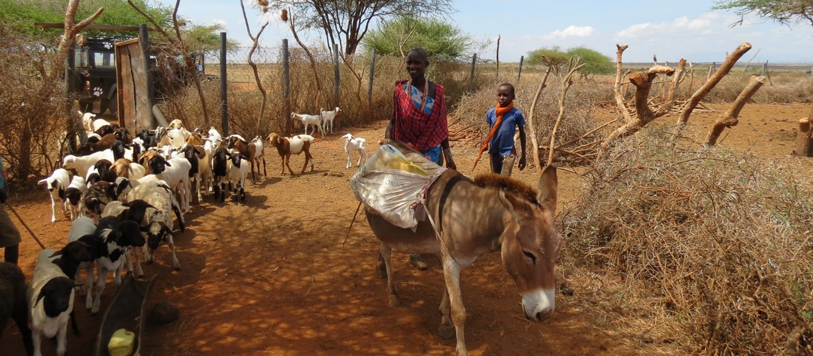 A photo showing Massai villagers herding cattle into a predator proof boma with a Born Free Land Rover in the background