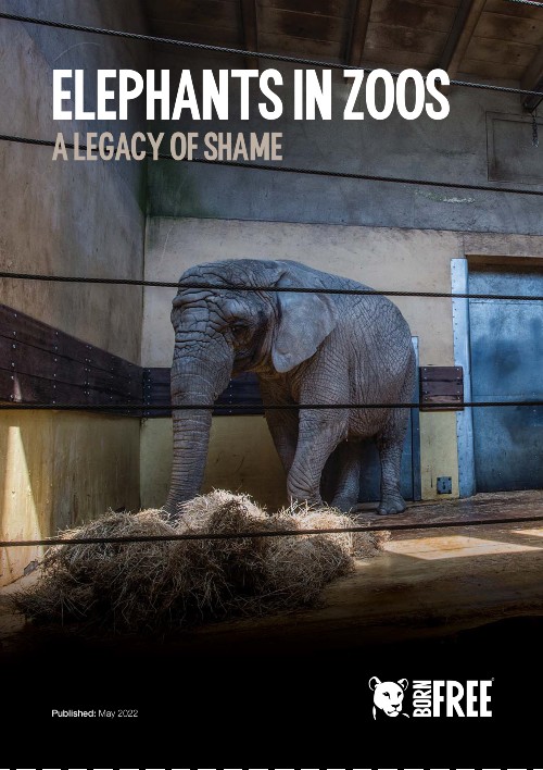 The front cover of Born Free's report - Elephants in Zoos: A legacy of Shame