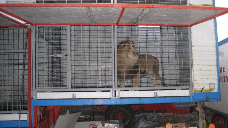 A male lion in a beast wagon