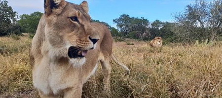 Marina the lioness in the foreground and Brutus the lion in the background