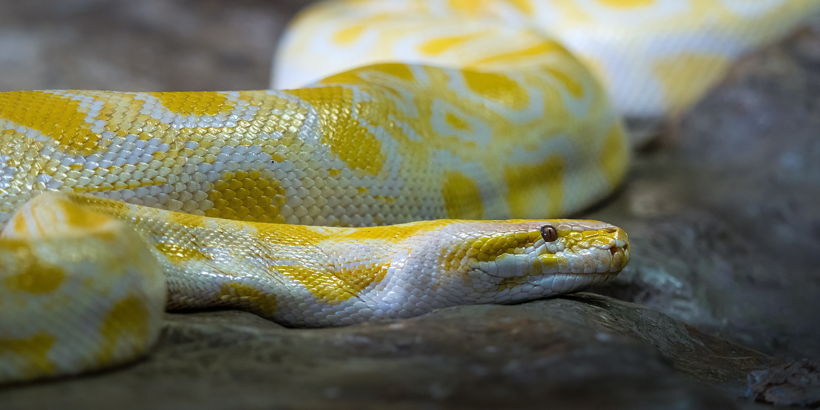 A photo of a Burmese python
