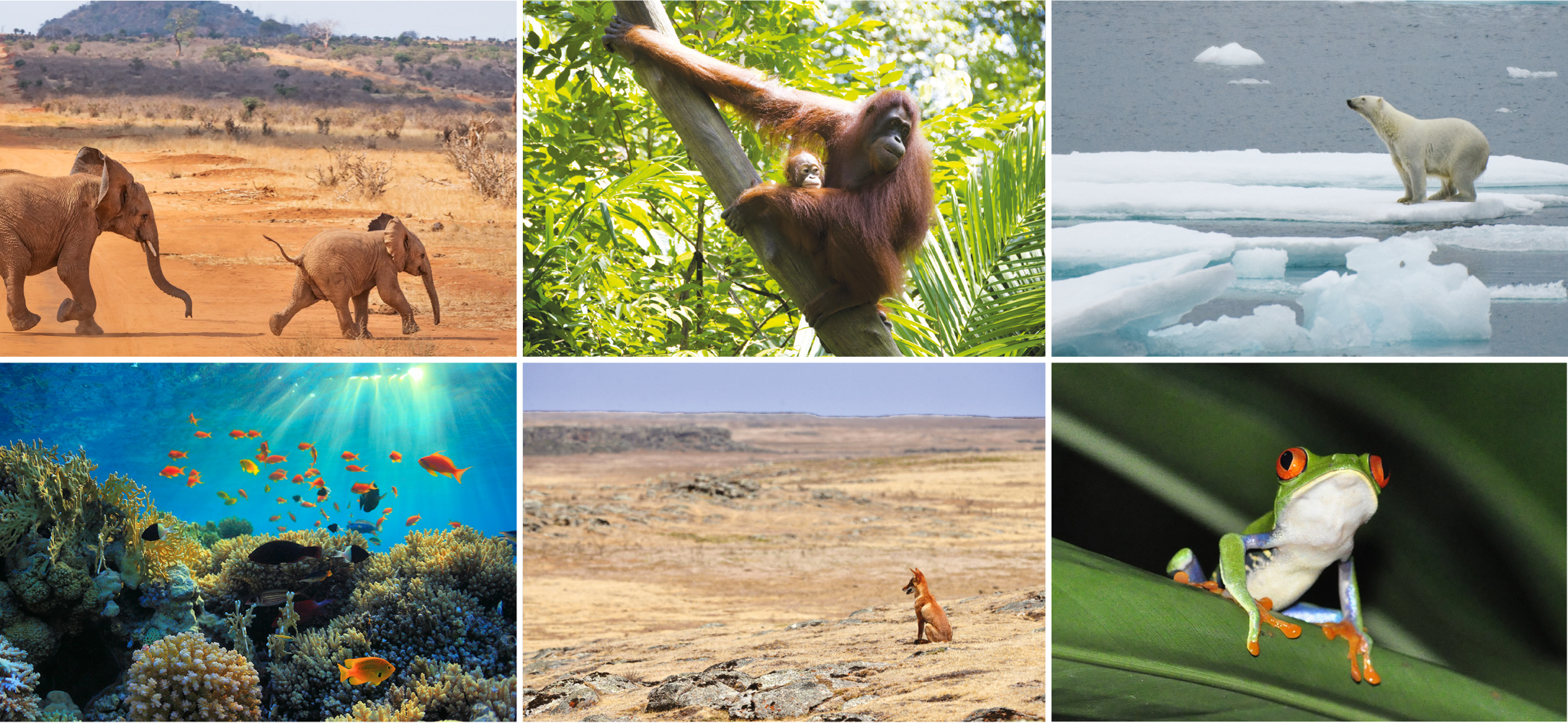 A montage of animal photos showing elephants, an orangutan, a polar bear, underwater reef, wolf and frog