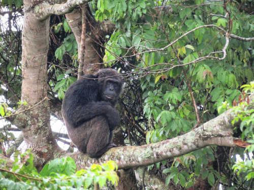 A photo of a chimpanzee sitting high up in the branches of a green tree