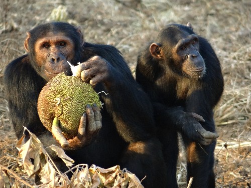 Two chimpanzees holding and eating fruit