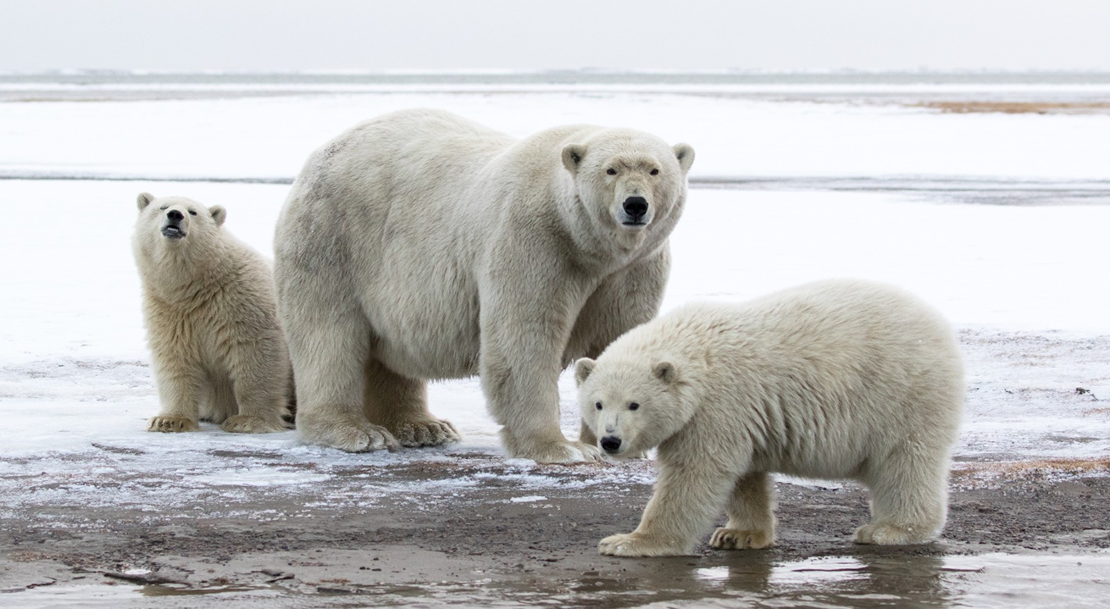 polar_bear