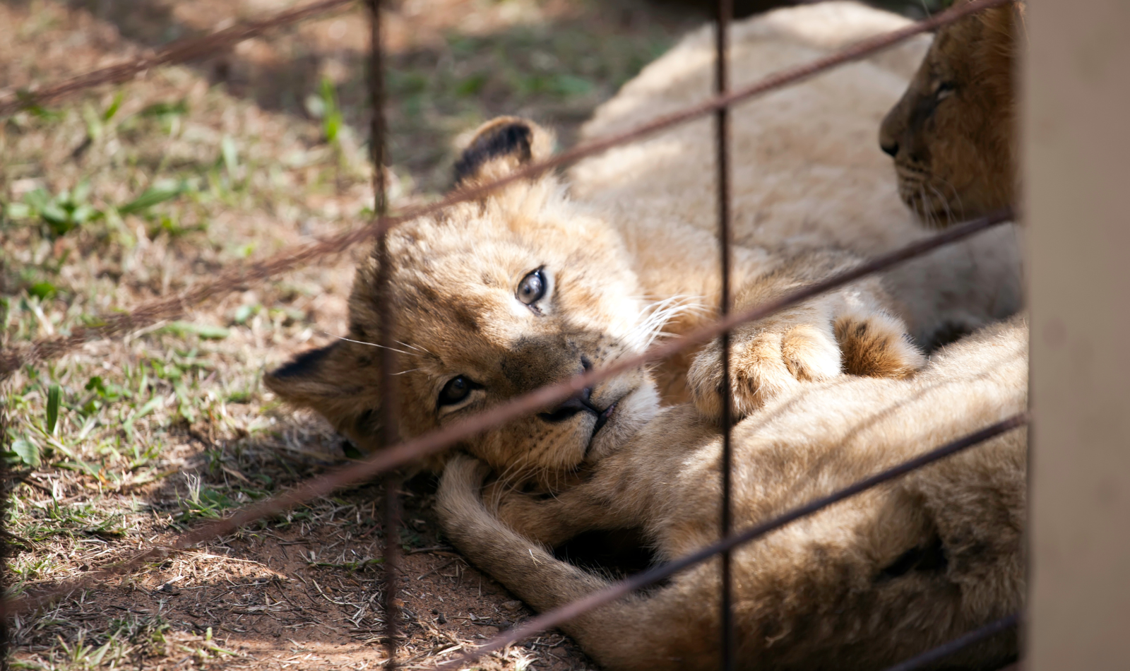 A photo of two lion cubs in captivity.