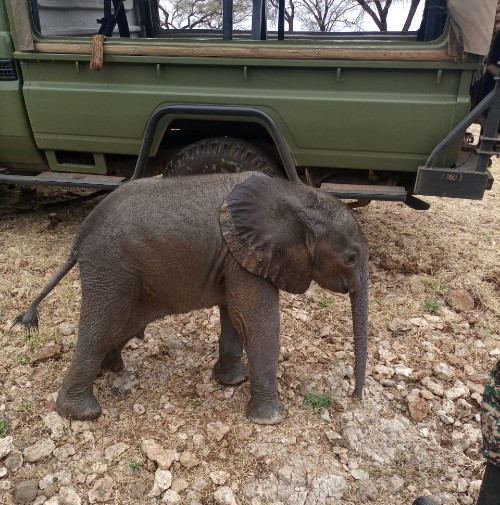 A tiny elephant calf standing next to a 4x4 vehicle - the calf is no bigger than the tyre.