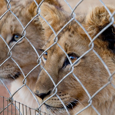 lions-behind-bars-after-canned-hunting