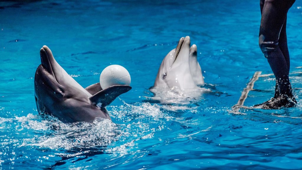 Two dolphins in a pool taking part in a show and playing with a ball