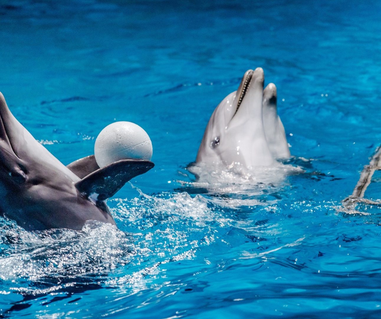 Two dolphins in a pool taking part in a show and playing with a ball