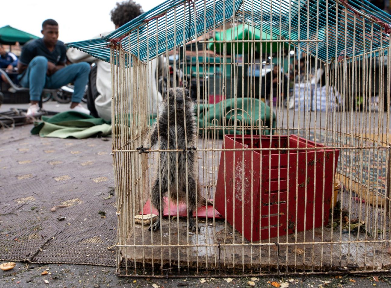 A small animal in a cage at a wildlife market