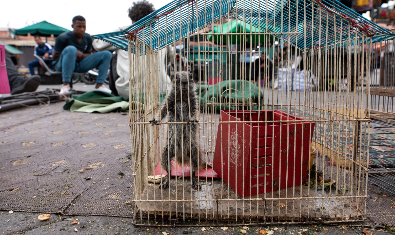 A small animal in a cage at a wildlife market