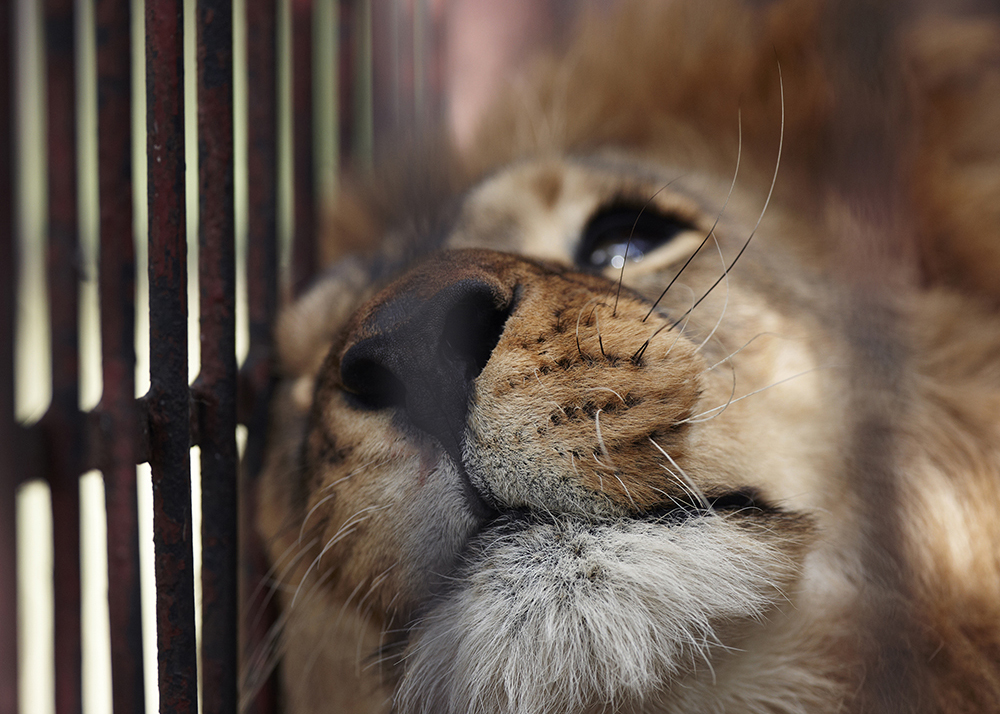 A lion rests his head against metal bars