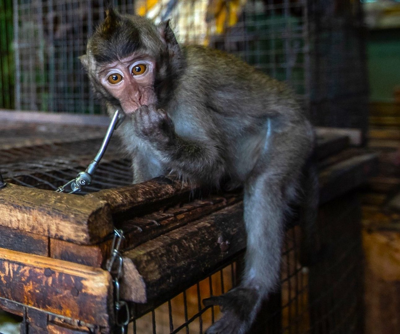 A monkey with a chain around its neck sits on top of a cage