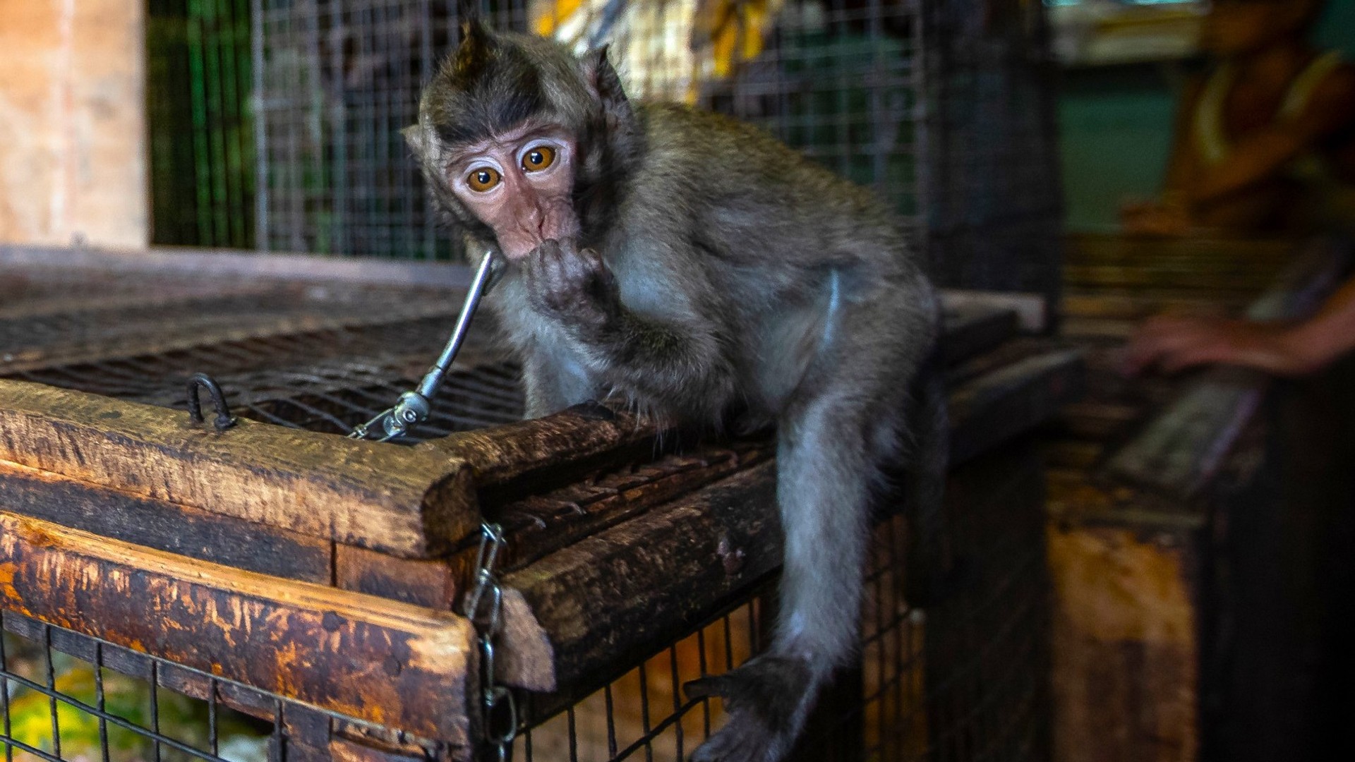 A monkey with a chain around its neck sits on top of a cage
