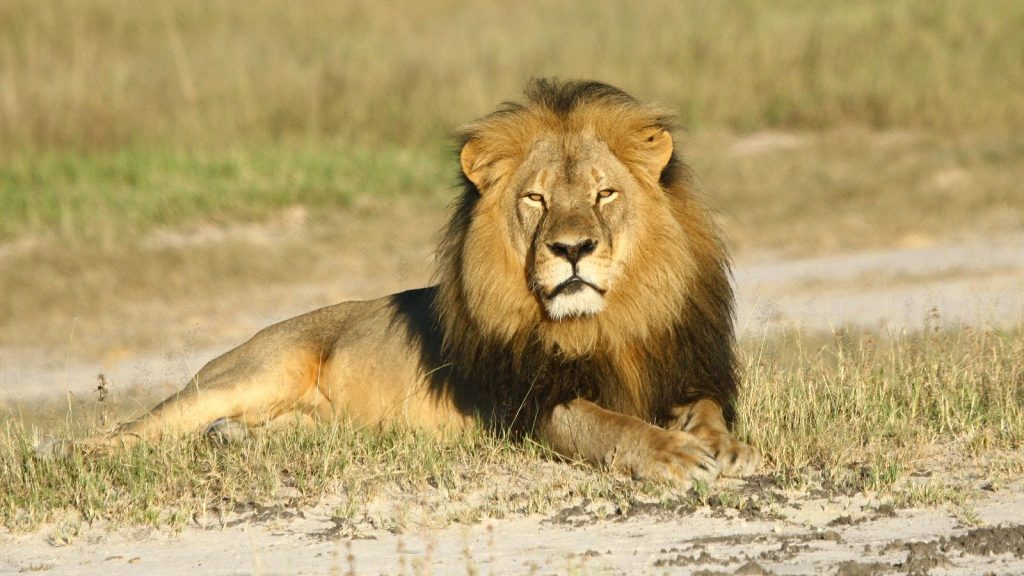 A majestic male lion sits on grass facing the camera