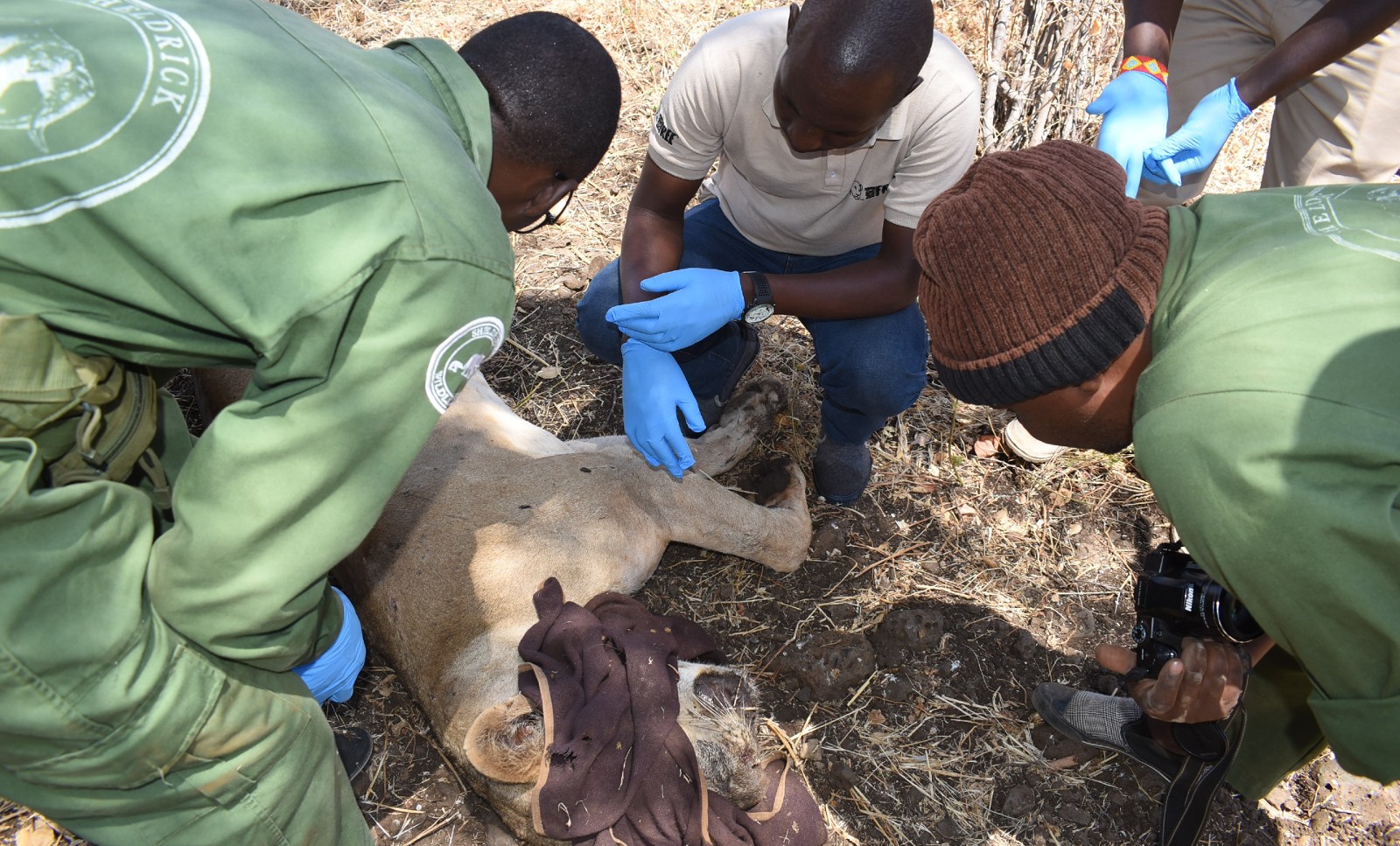 A team of people treat an injured lioness who is lying on the ground