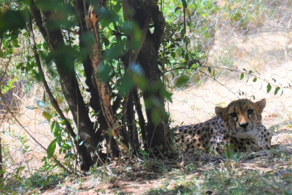 A cheetah hiding in the undergrowth with just its face poking out