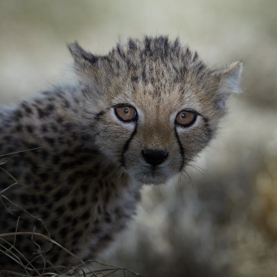 A close-up of a cheetah looking directly the camera lens, with blurred background. 