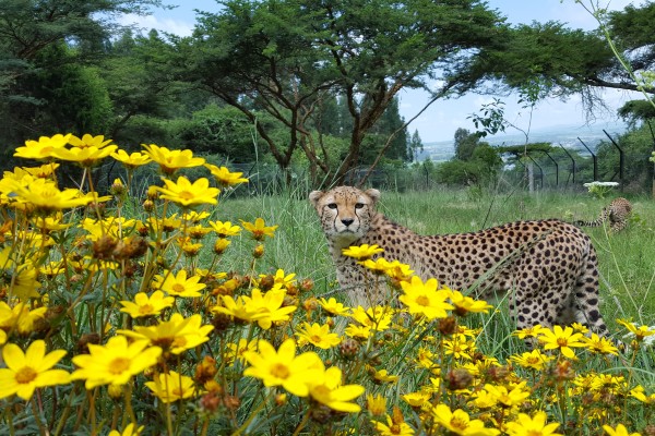 A photo of an adult cheetah standing in a grassy enclosure filled with yellow flowers, with blue sky in the distance and trees.