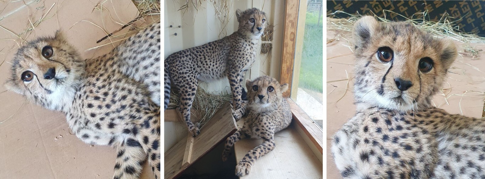 Three images of cheetah cubs looking healthy and happy at their sanctuary home