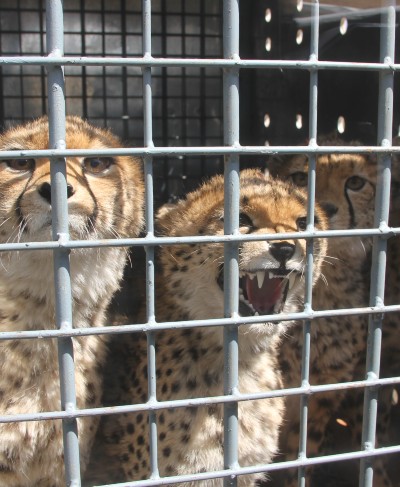 A photo of three cheetah cubs inside a crate. One is distressed with its mouth open, calling out