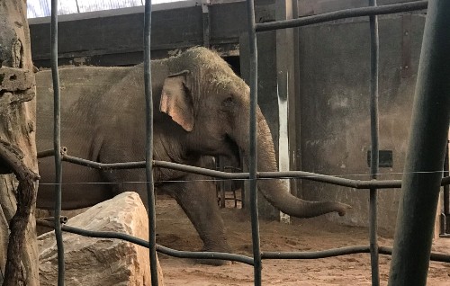 A captive elephant in a zoo enclosure
