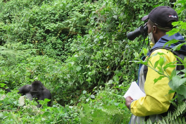 A gorilla is sitting in dense bushes, being observed by a man through binoculars.