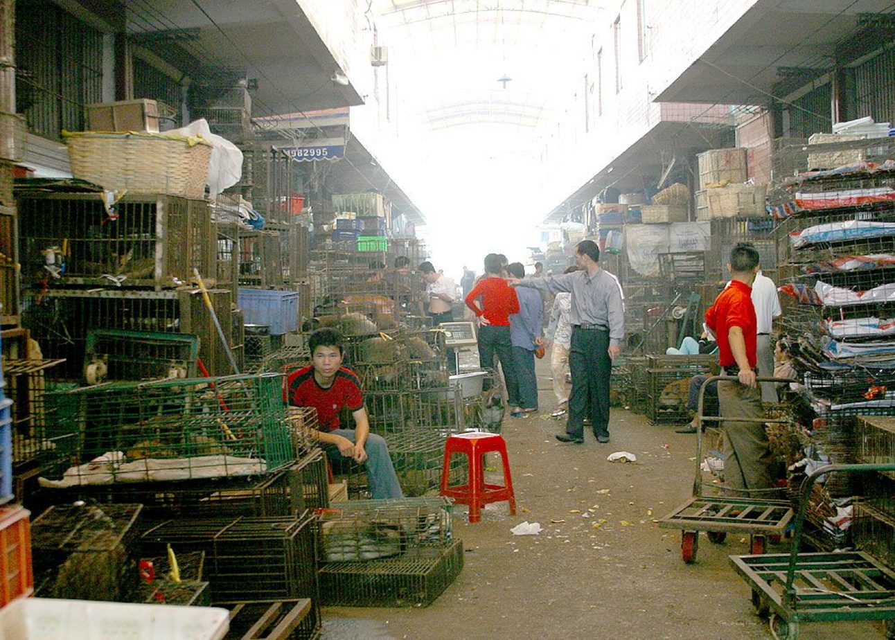 A wildlife market in China with lots of animals in cages