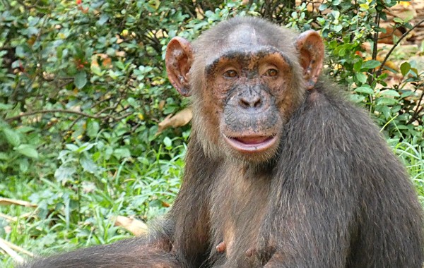 An adult chimpanzee looking happy and healthy in a rainforest environment