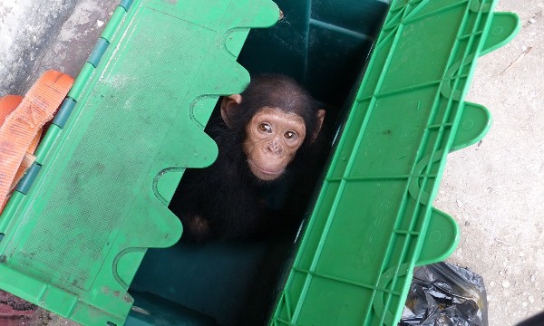 A tiny baby chimpanzee peeping out from inside a green crate